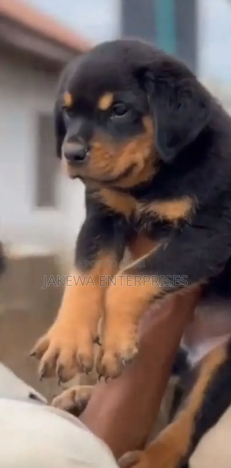 1-3 months Female Purebred Rottweiler