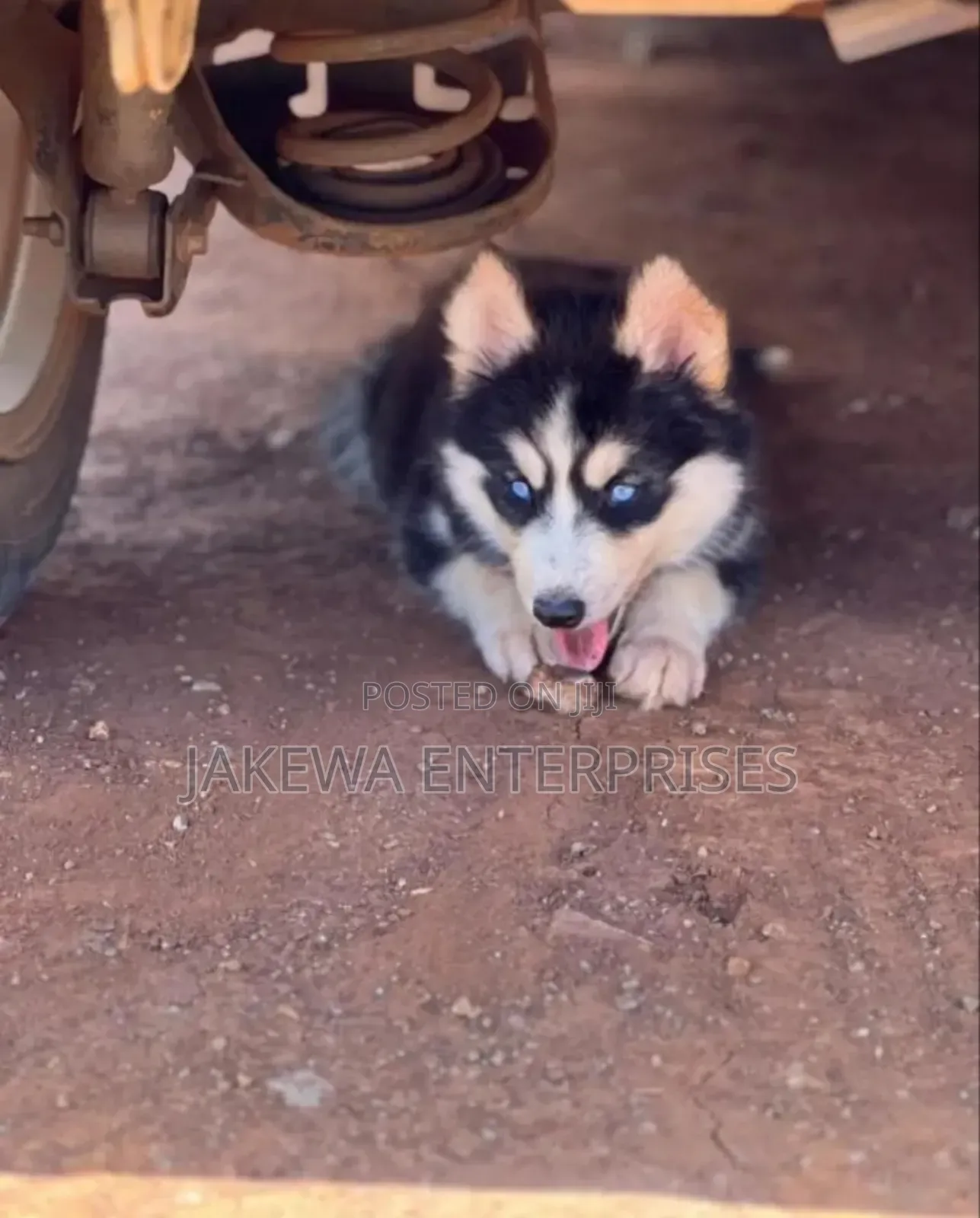 1-3 months Male Purebred Siberian Husky