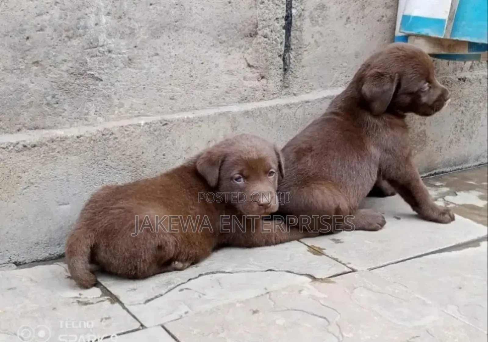 1-3 months Female Purebred Labrador Retriever