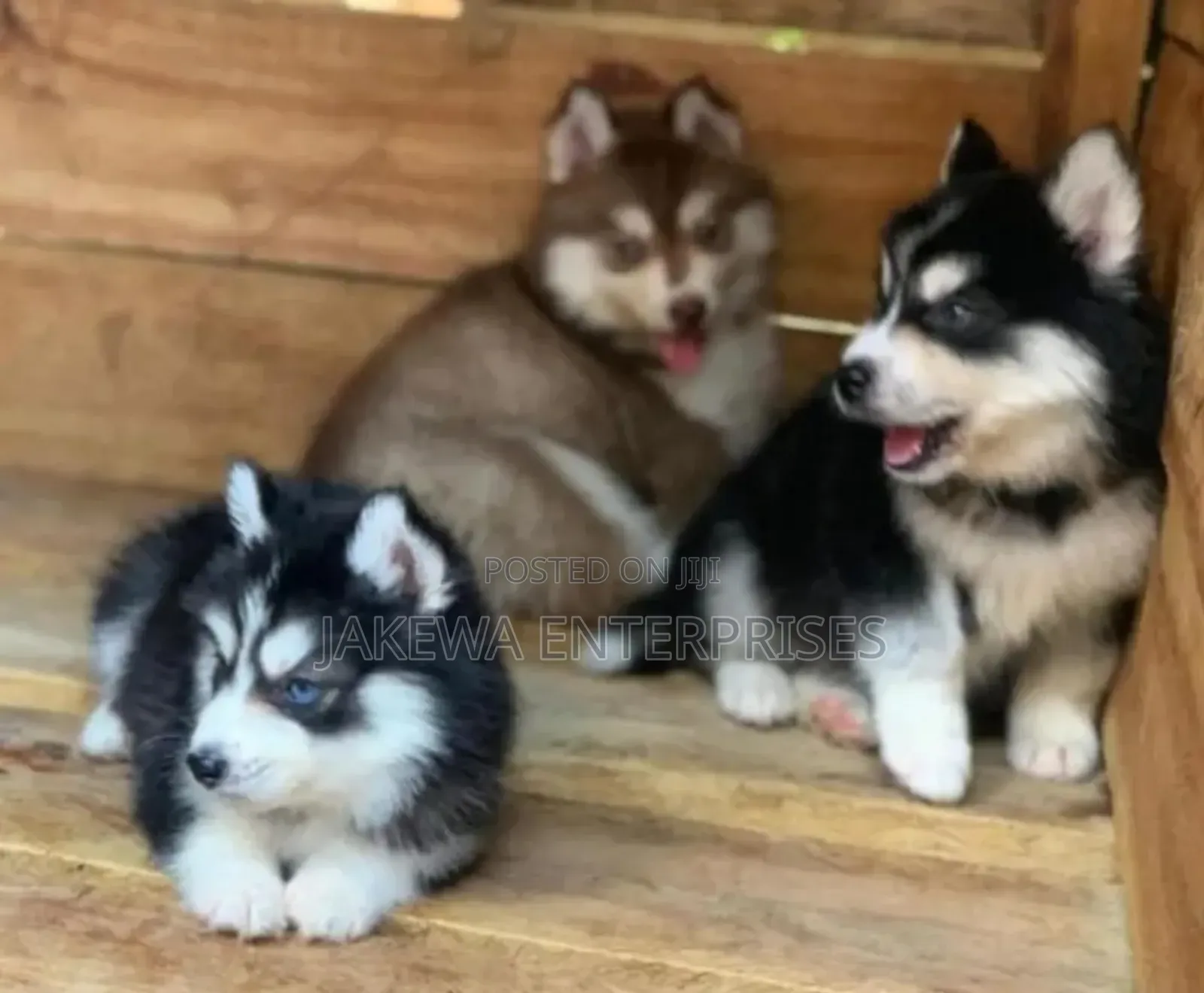 1-3 months Female Purebred Siberian Husky