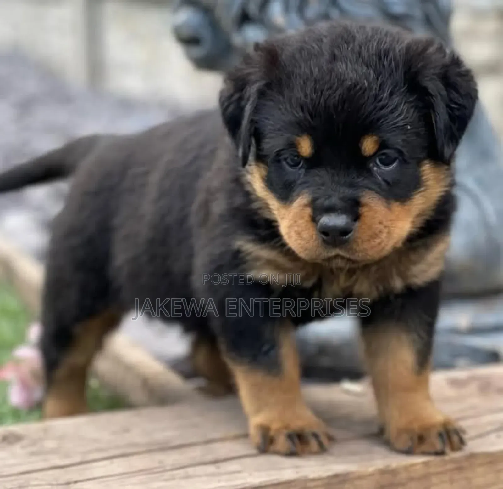 1-3 months Female Purebred Rottweiler