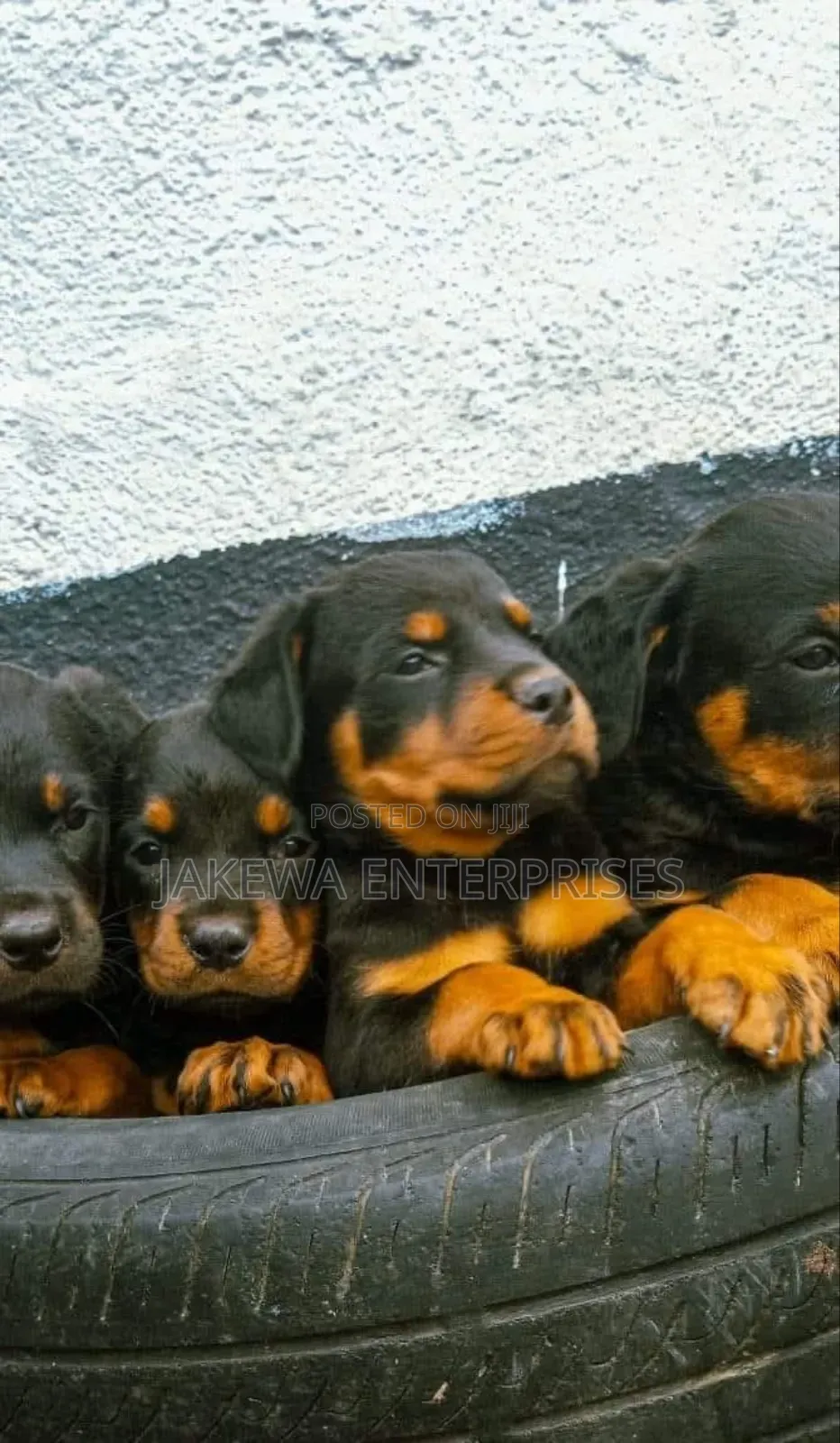 1-3 months Male Purebred Rottweiler