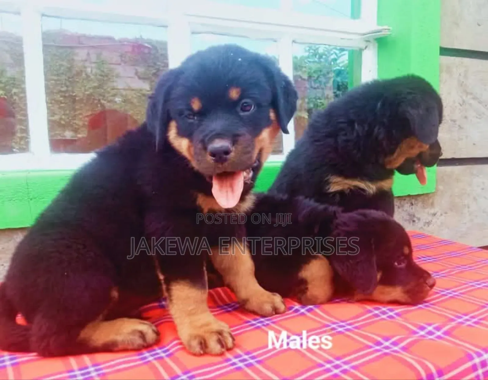 1-3 months Male Purebred Rottweiler