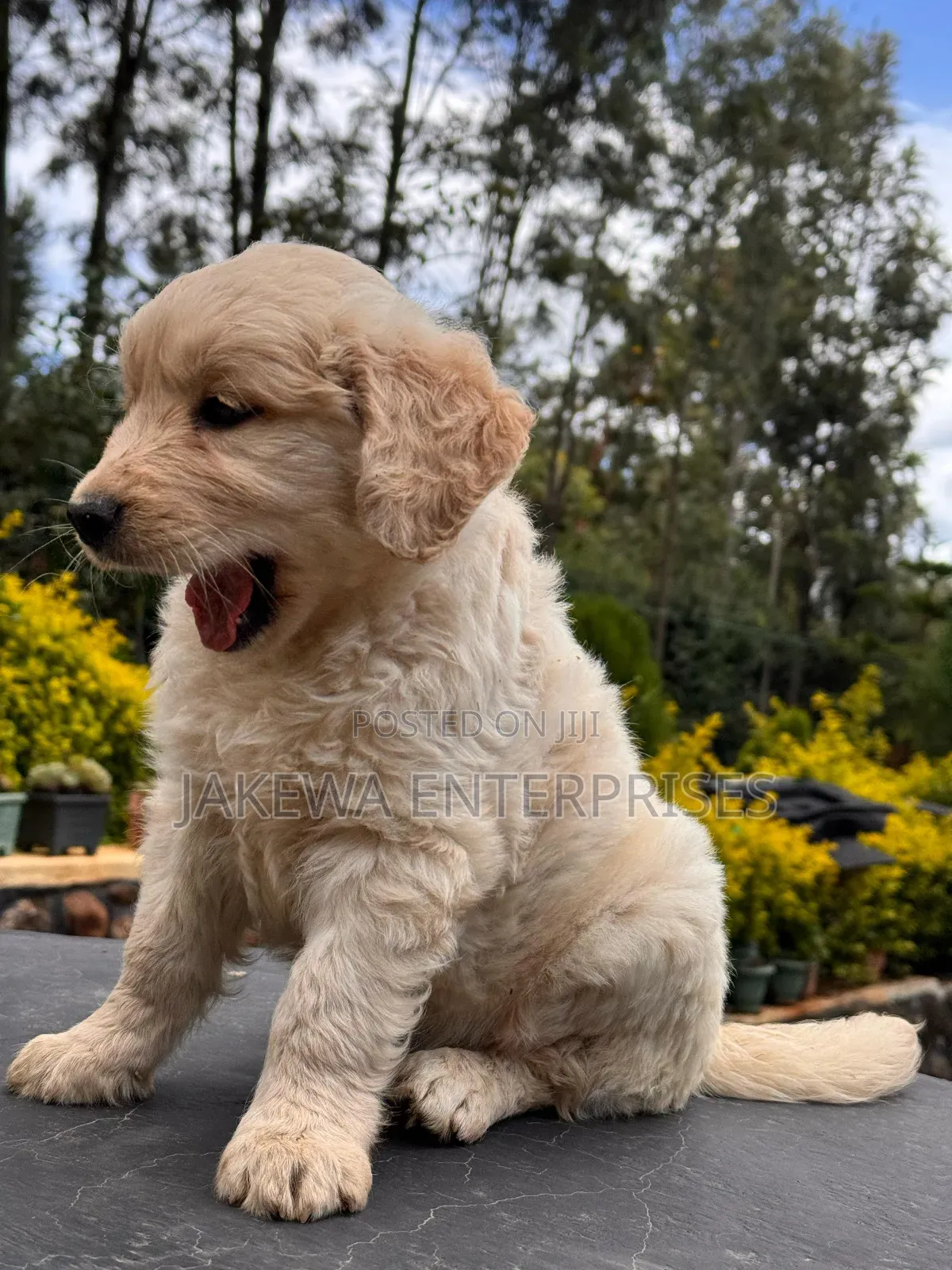 1-3 months Male Purebred Golden Retriever