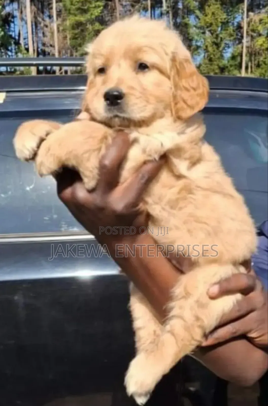 1-3 months Female Purebred Golden Retriever