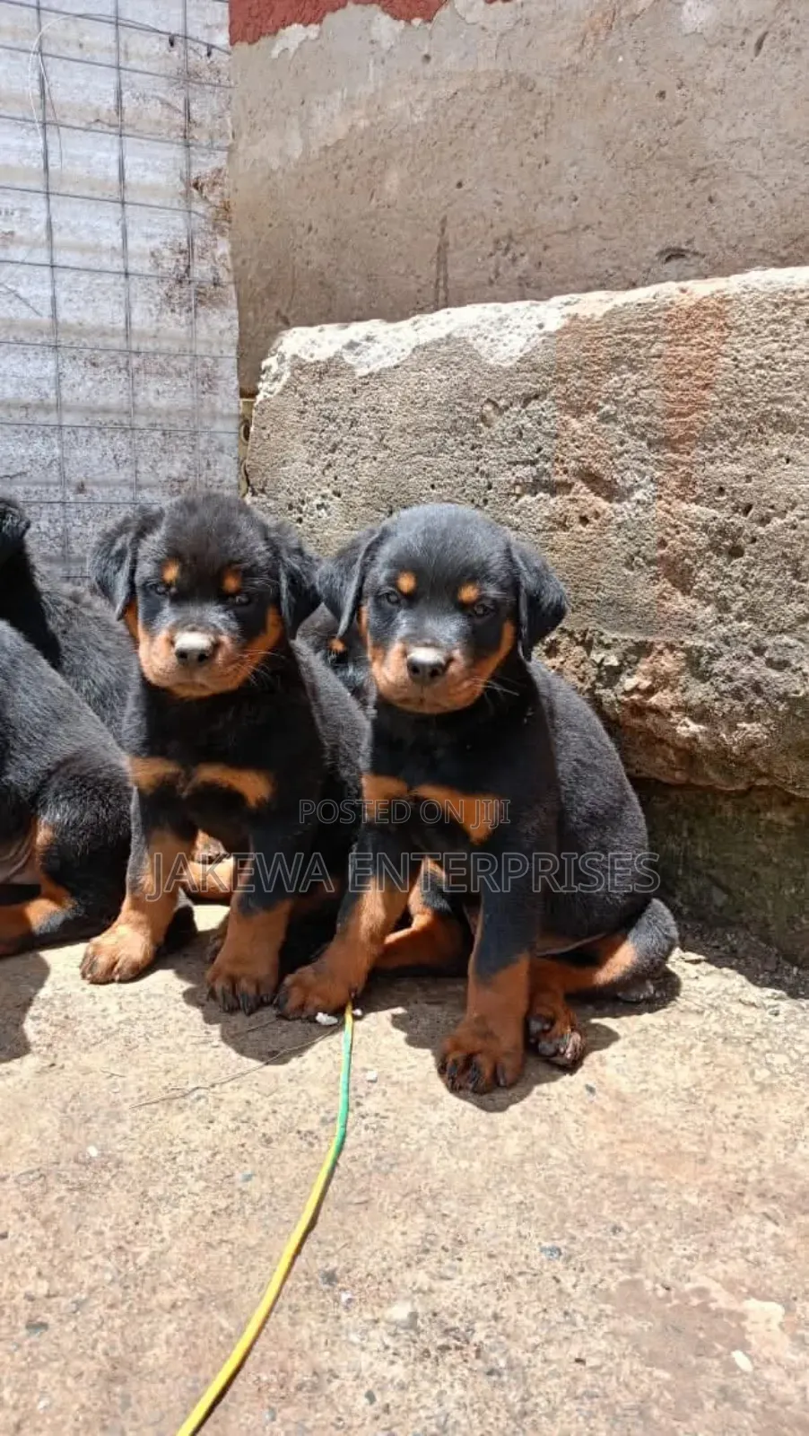 1-3 months Female Purebred Rottweiler