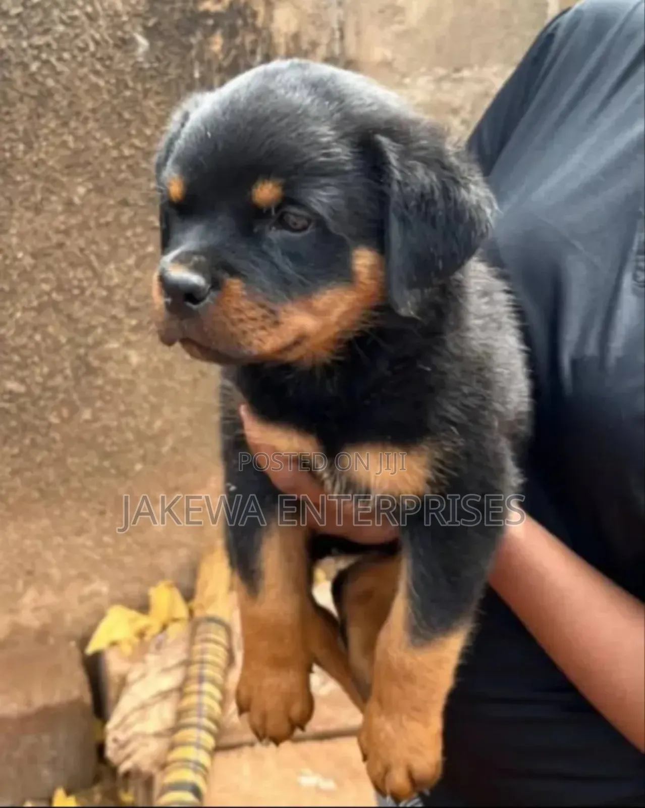 1-3 months Female Purebred Rottweiler