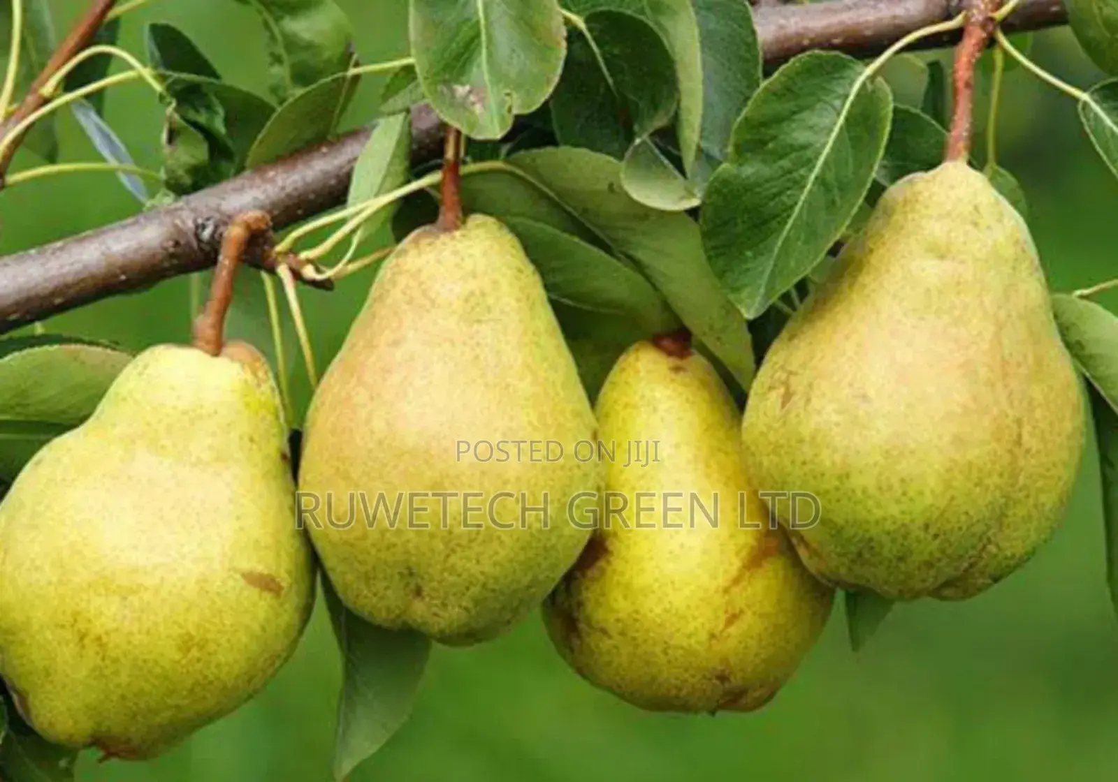 Pear/Pearl Seedlings