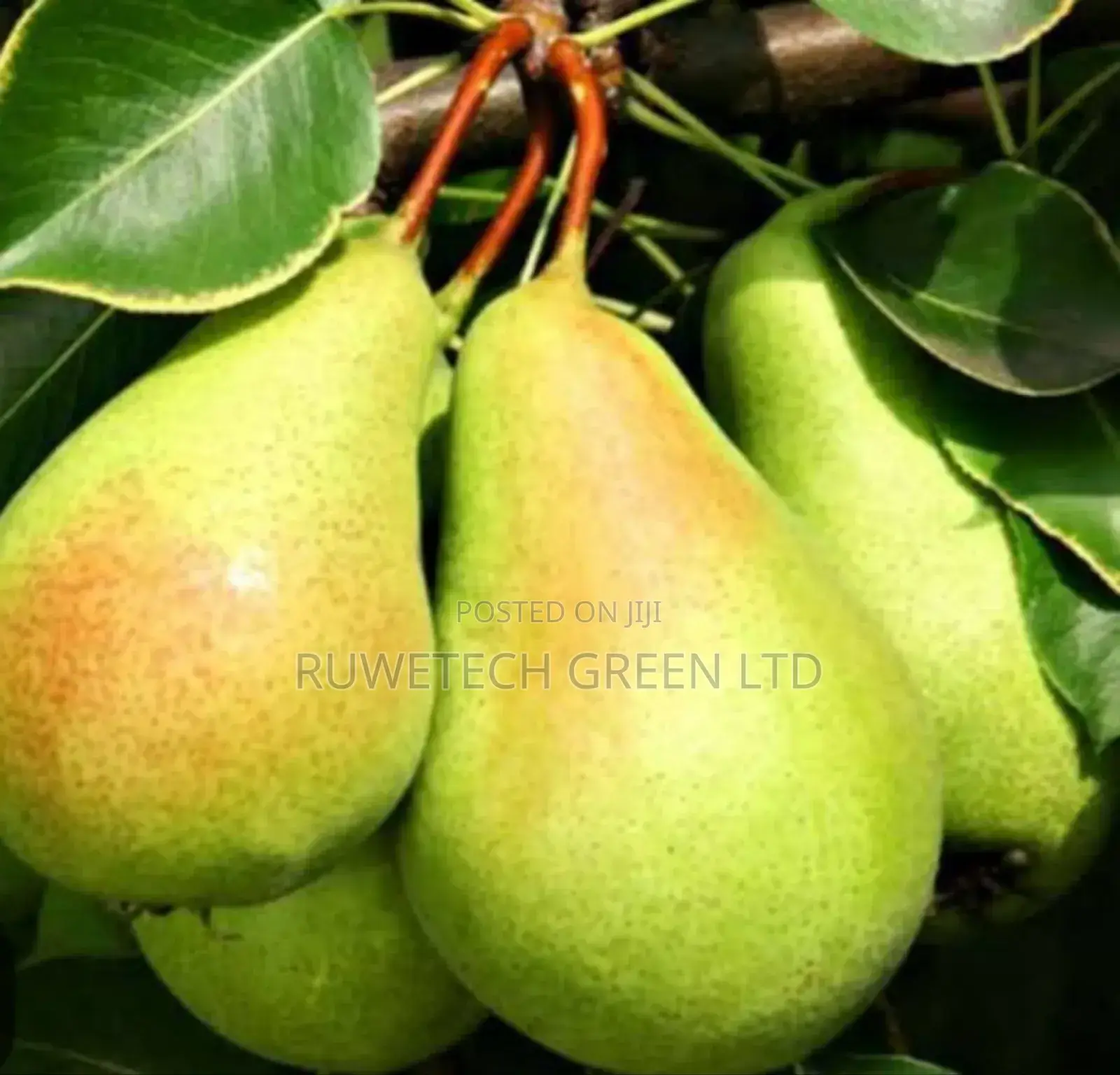 Pear/Pearl Seedlings