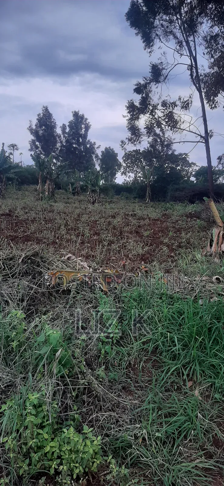 Controlled 100x100 Plots in Thika