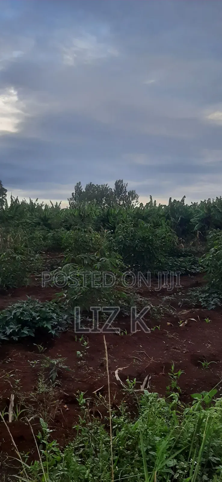 Controlled 100x100 Plots in Thika