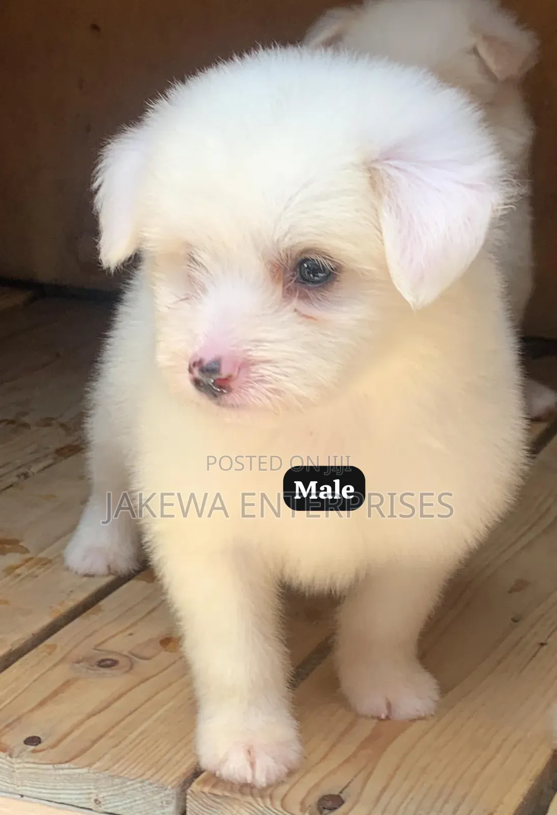 1-3 months Male Purebred Havanese