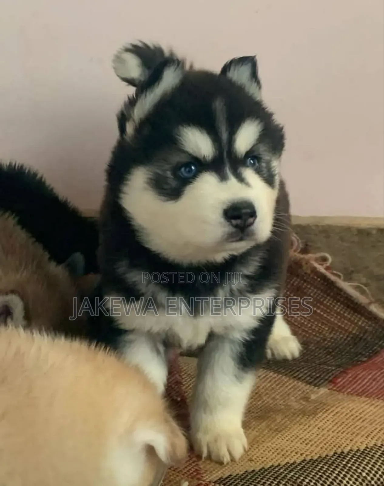 1-3 months Male Purebred Siberian Husky