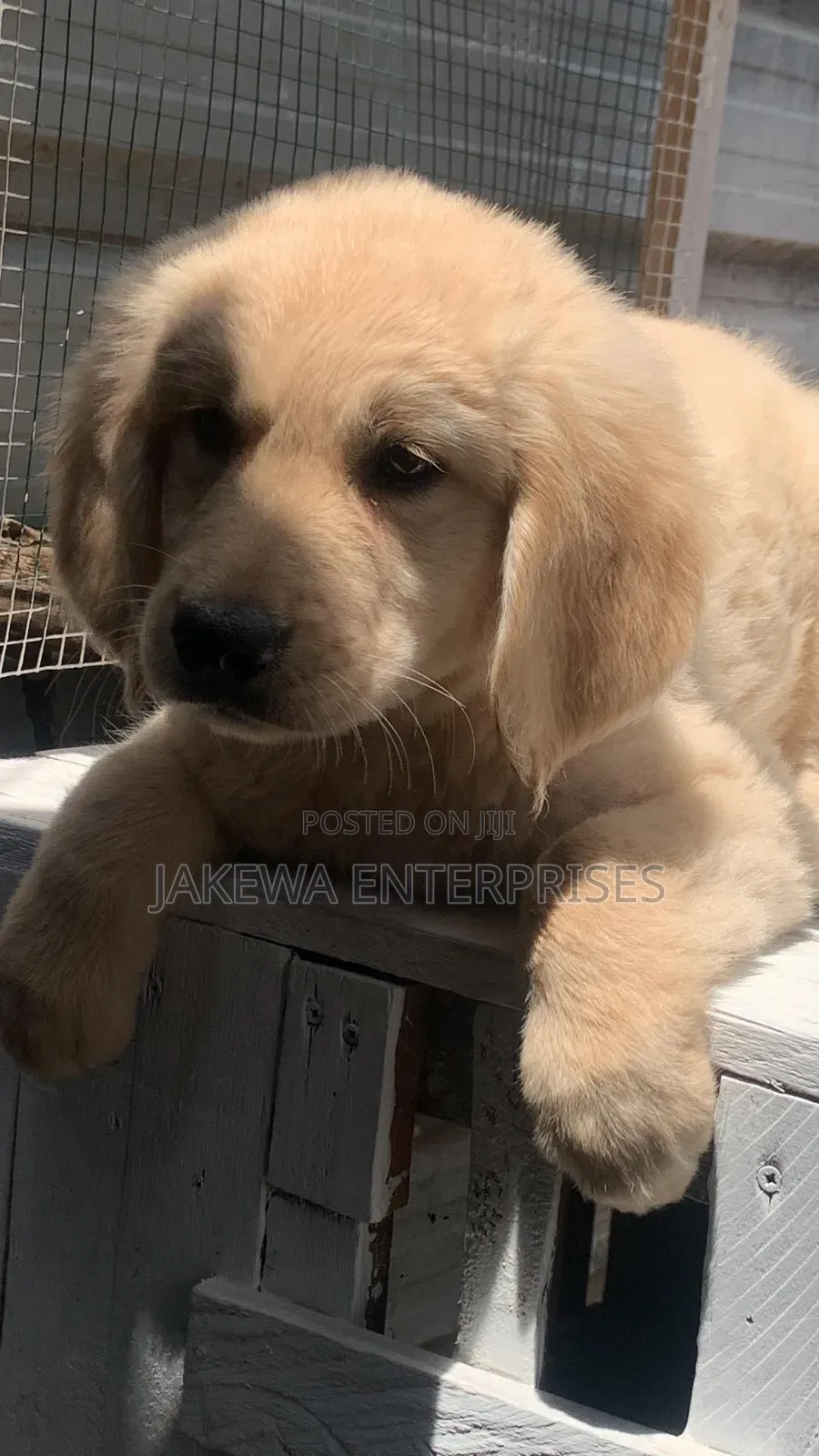 1-3 months Male Purebred Golden Retriever