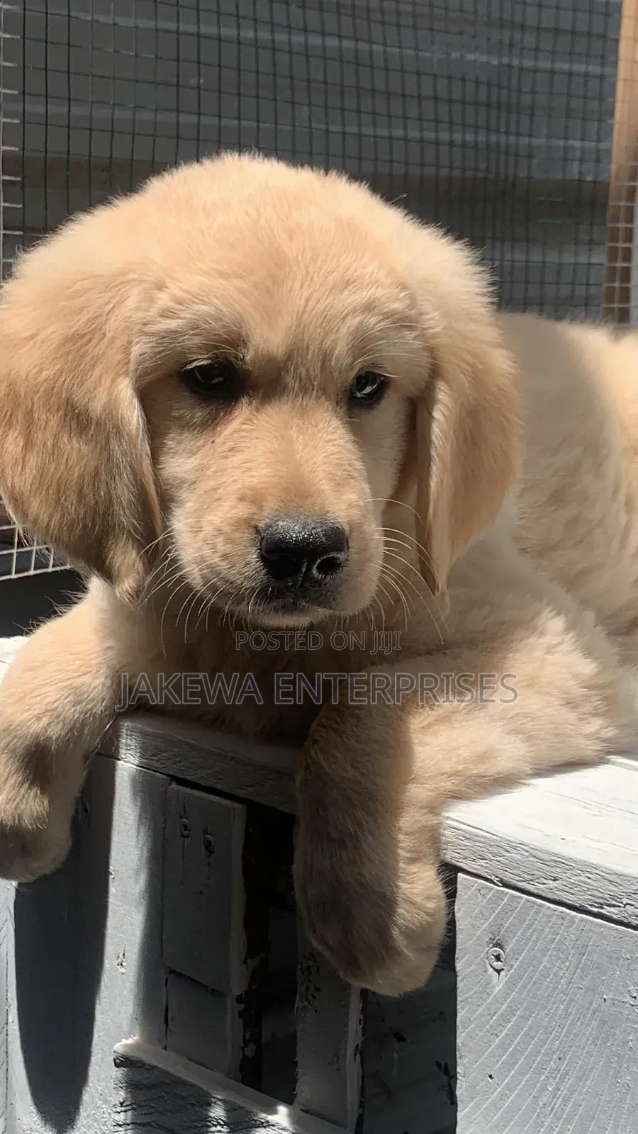 1-3 months Male Purebred Golden Retriever