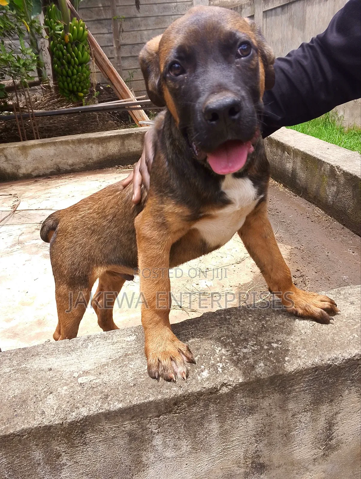 1-3 months Male Purebred Boerboel