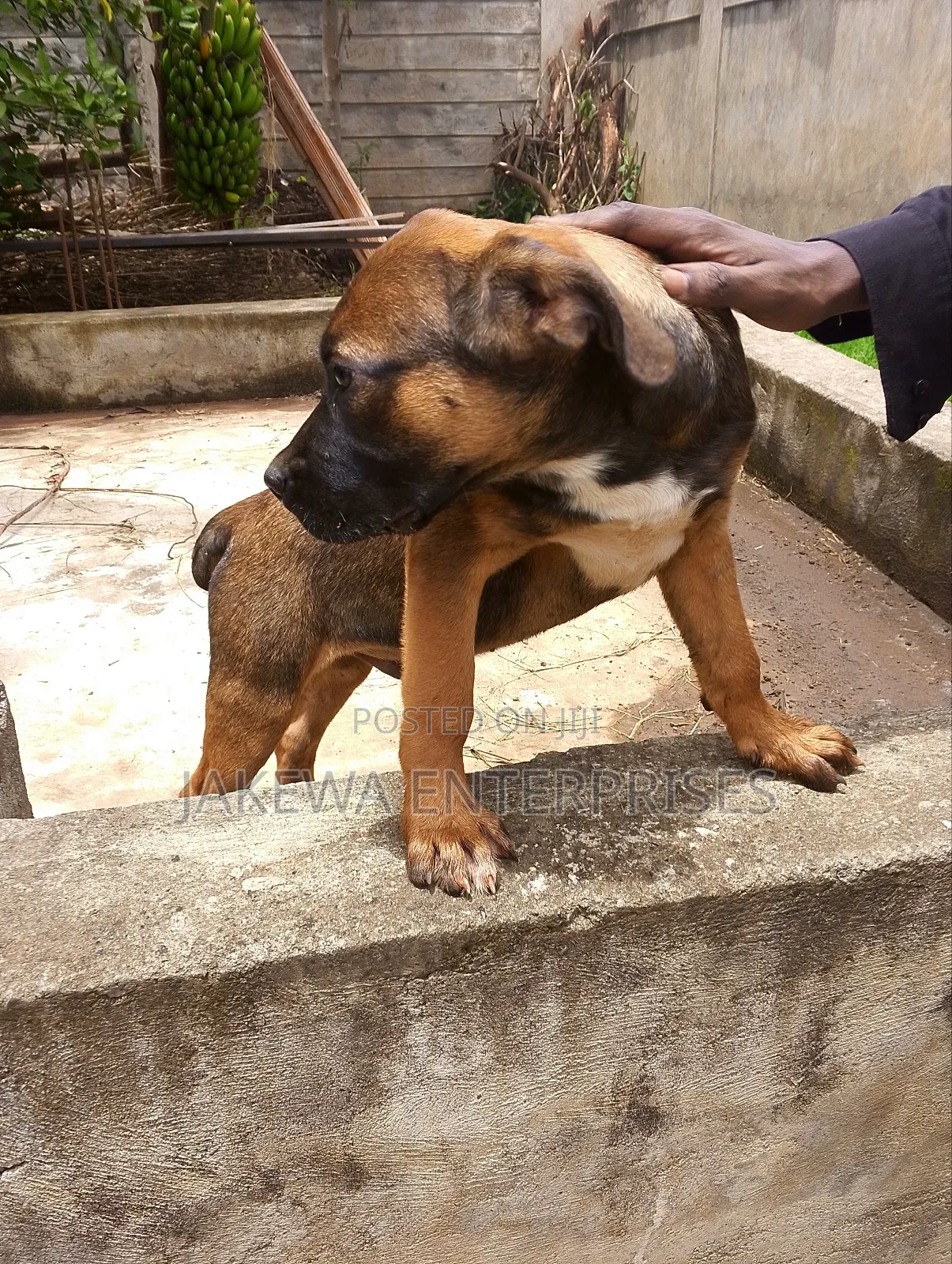 1-3 months Male Purebred Boerboel