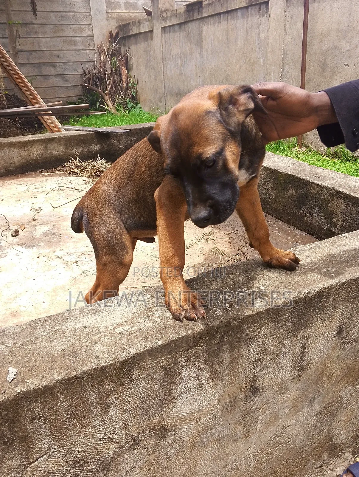 1-3 months Male Purebred Boerboel