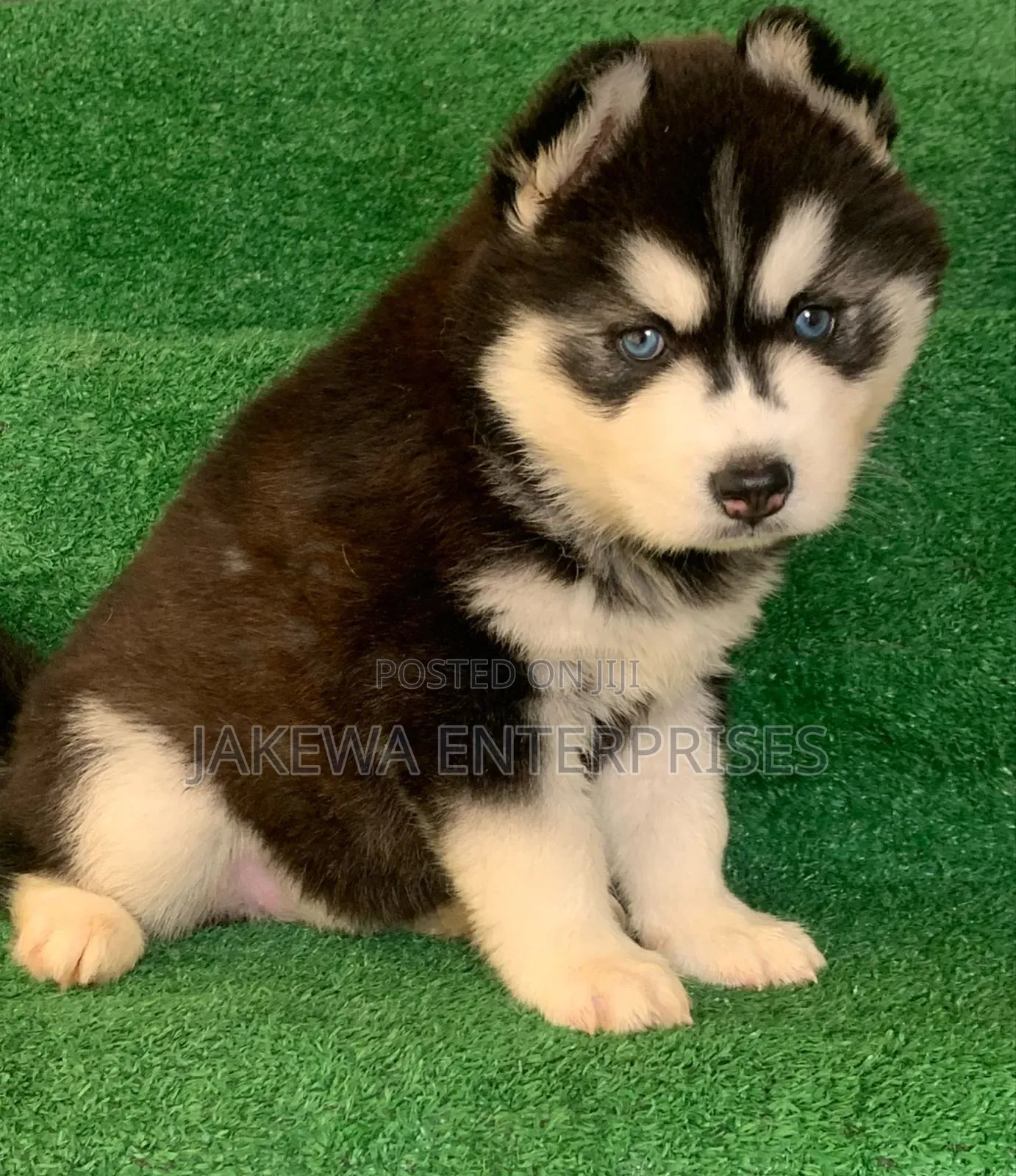 1-3 months Male Purebred Siberian Husky