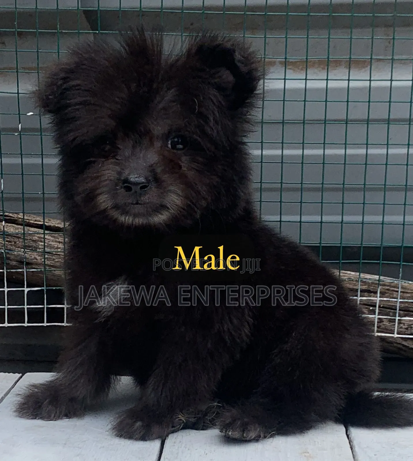 1-3 months Male Purebred Havanese
