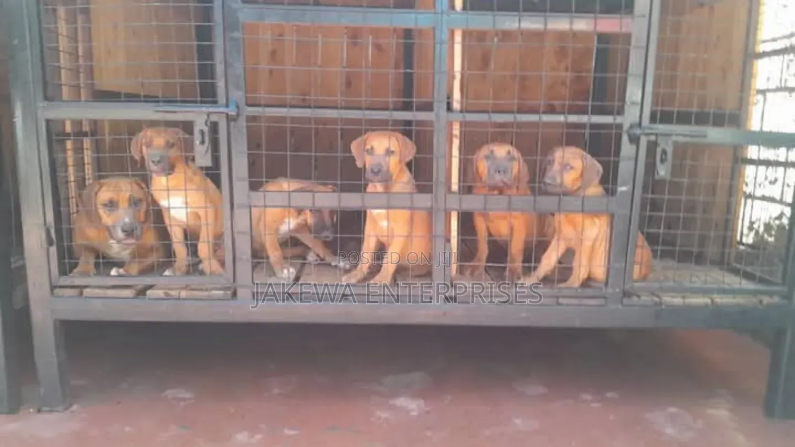 1-3 months Male Purebred Boerboel