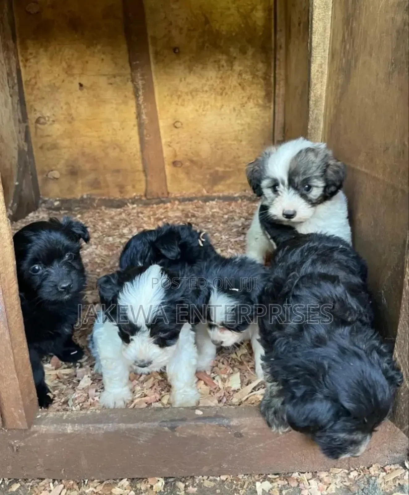 1-3 months Male Purebred Havanese