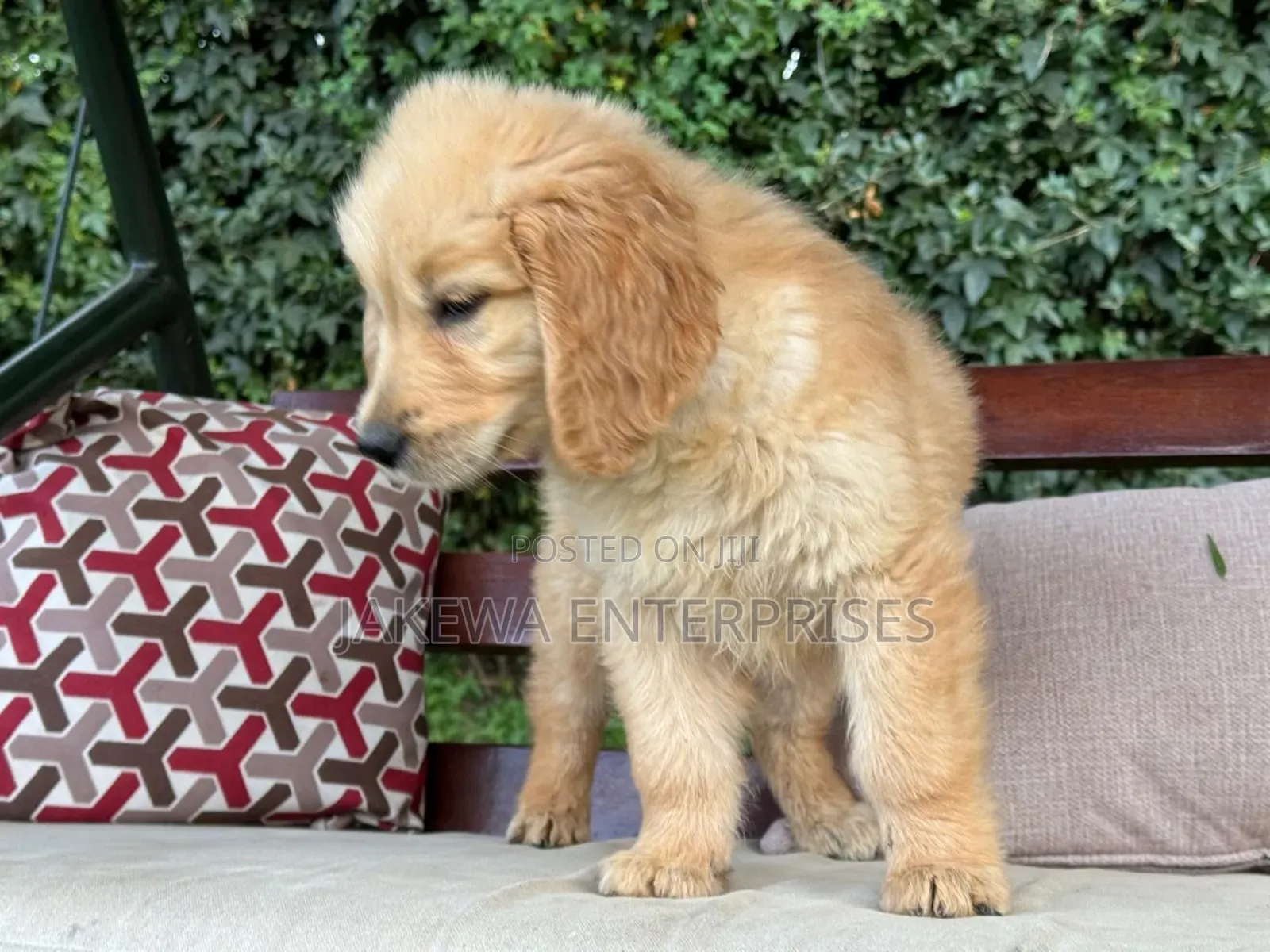1-3 months Female Purebred Golden Retriever