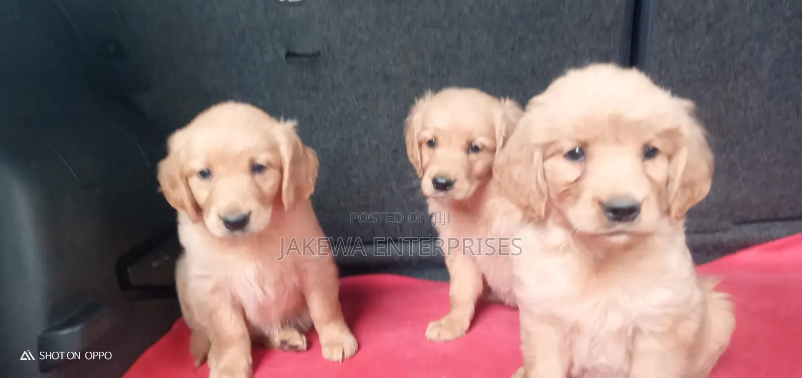 1-3 months Female Purebred Golden Retriever