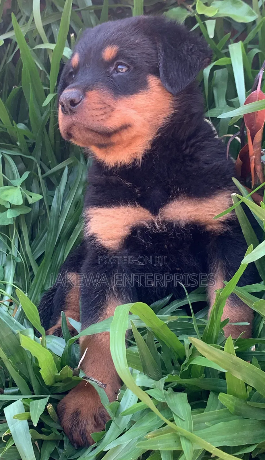 1-3 months Female Purebred Rottweiler