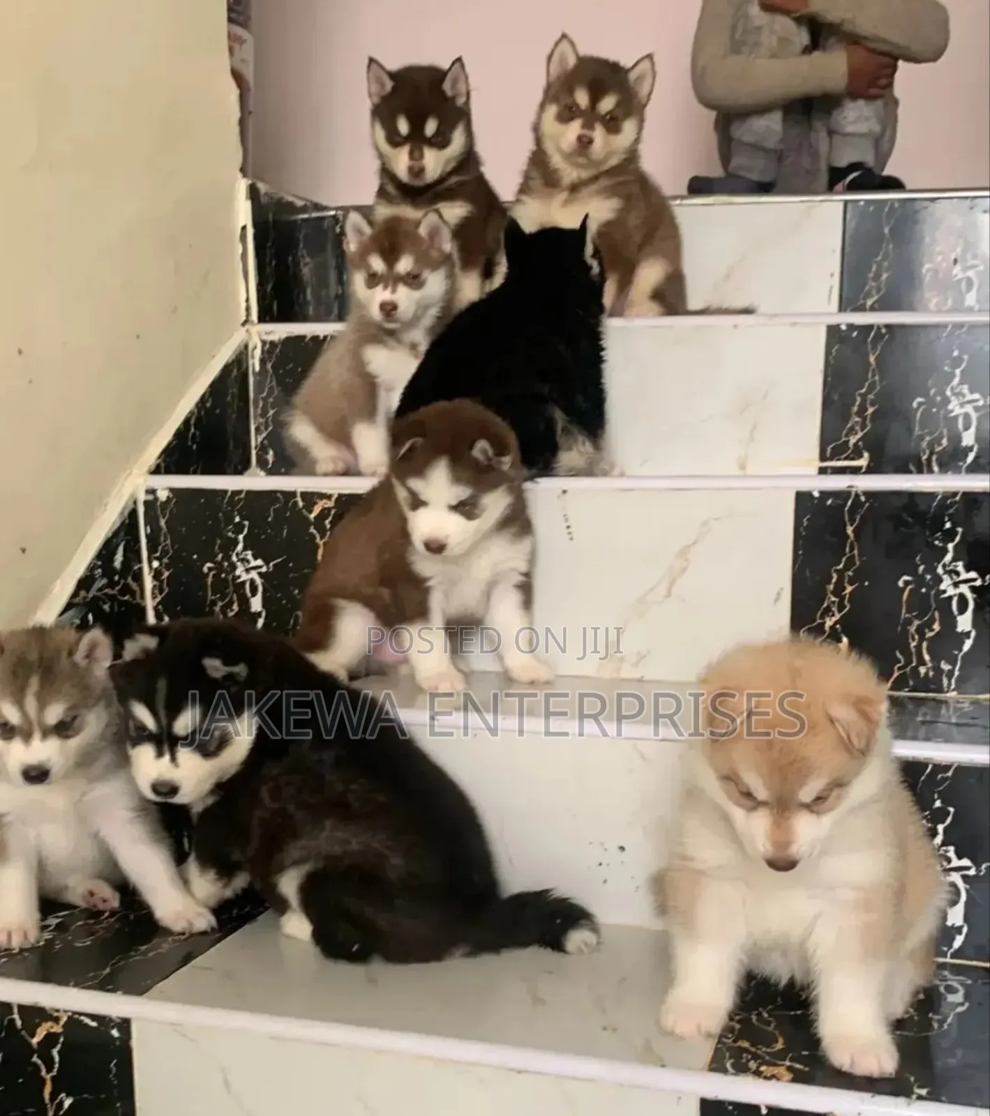 1-3 months Male Purebred Siberian Husky