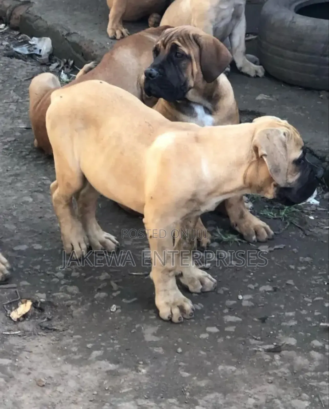 1-3 months Female Purebred Boerboel