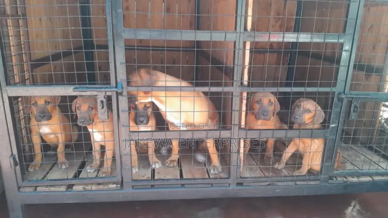 1-3 months Male Purebred Boerboel