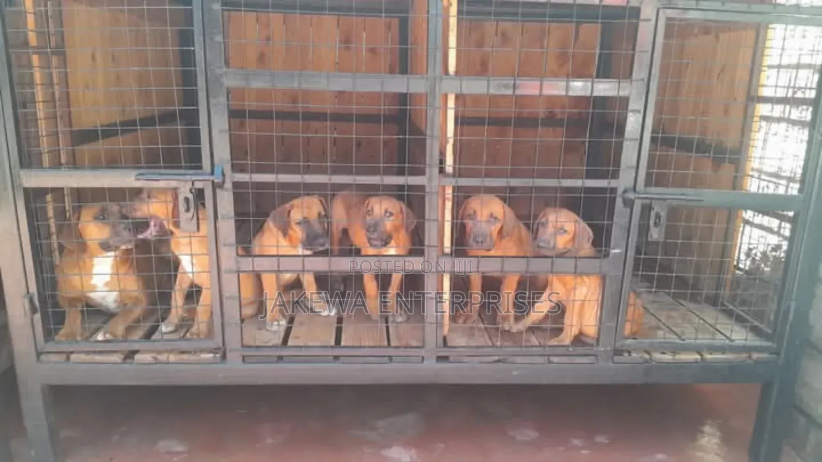 1-3 months Female Purebred Boerboel