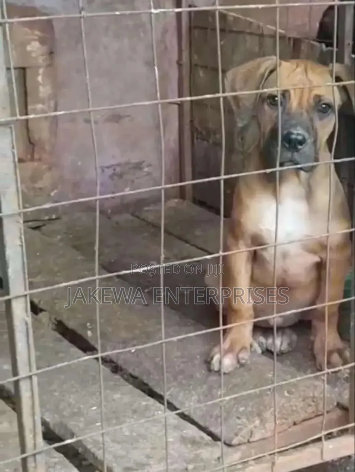 1-3 months Male Purebred Boerboel
