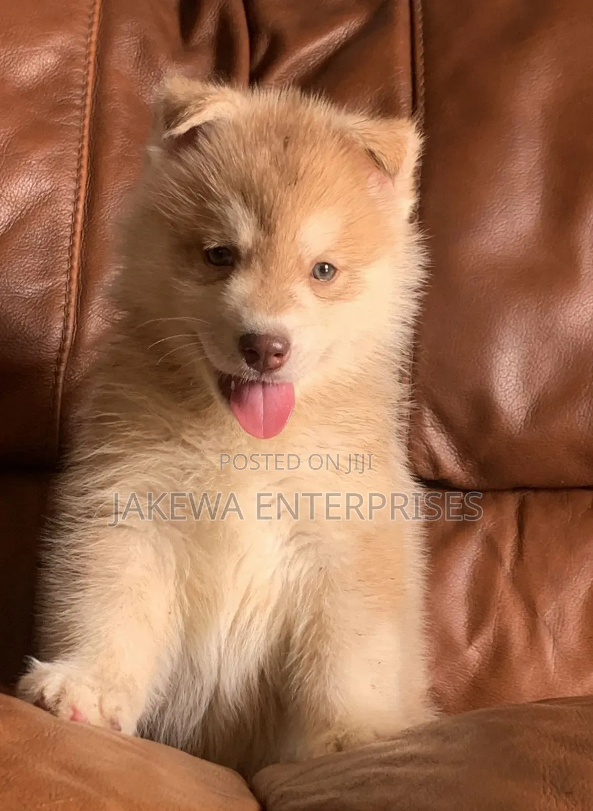 1-3 months Male Purebred Siberian Husky