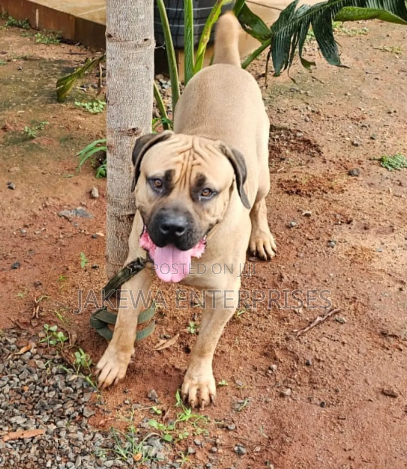 6-12 months Male Purebred Boerboel