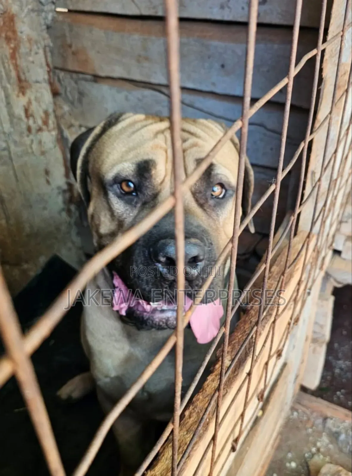 6-12 months Male Purebred Boerboel