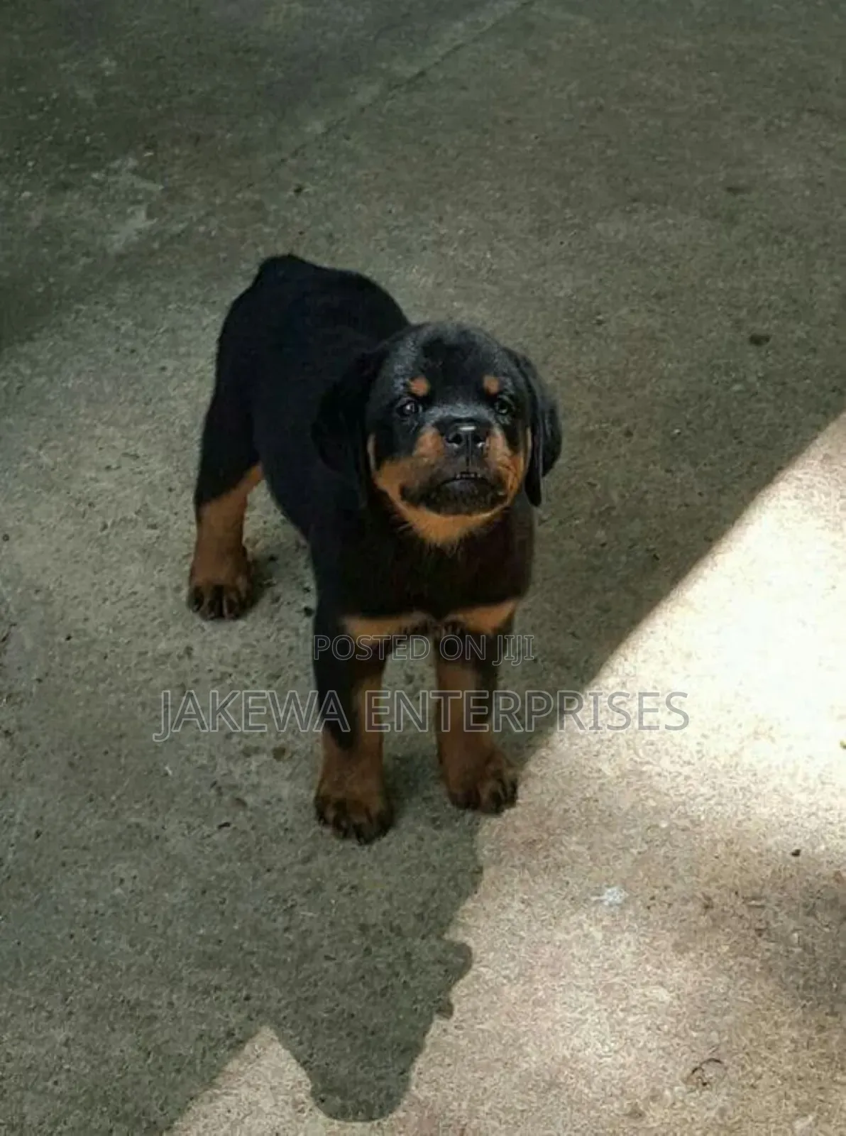 1-3 months Female Purebred Rottweiler