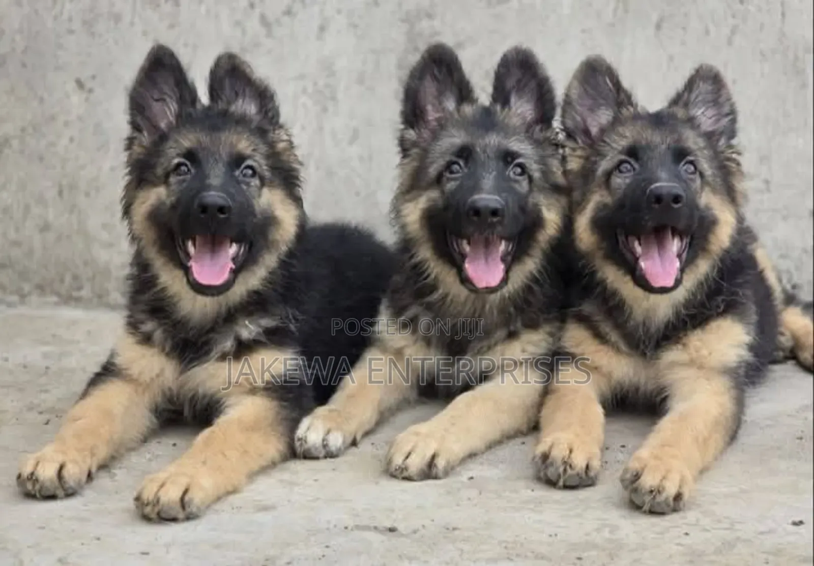1-3 months Male Purebred German Shepherd