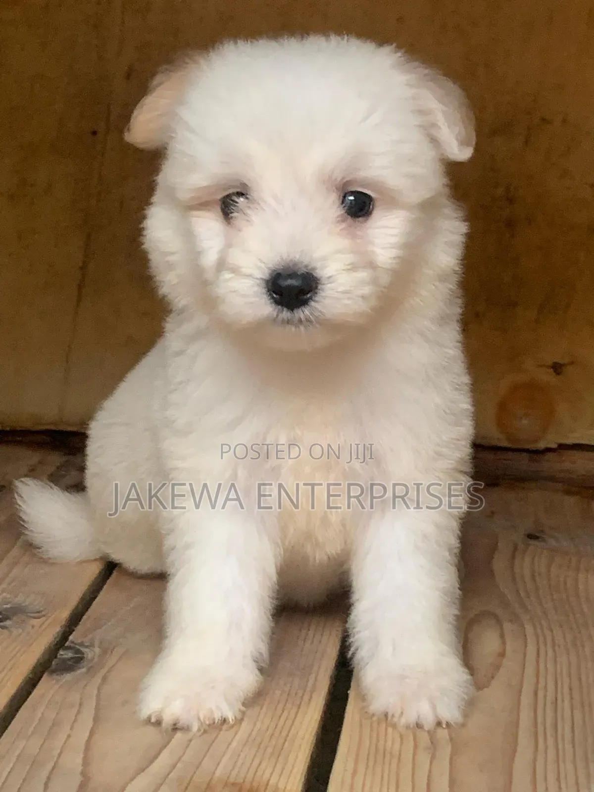 1-3 months Male Purebred Havanese