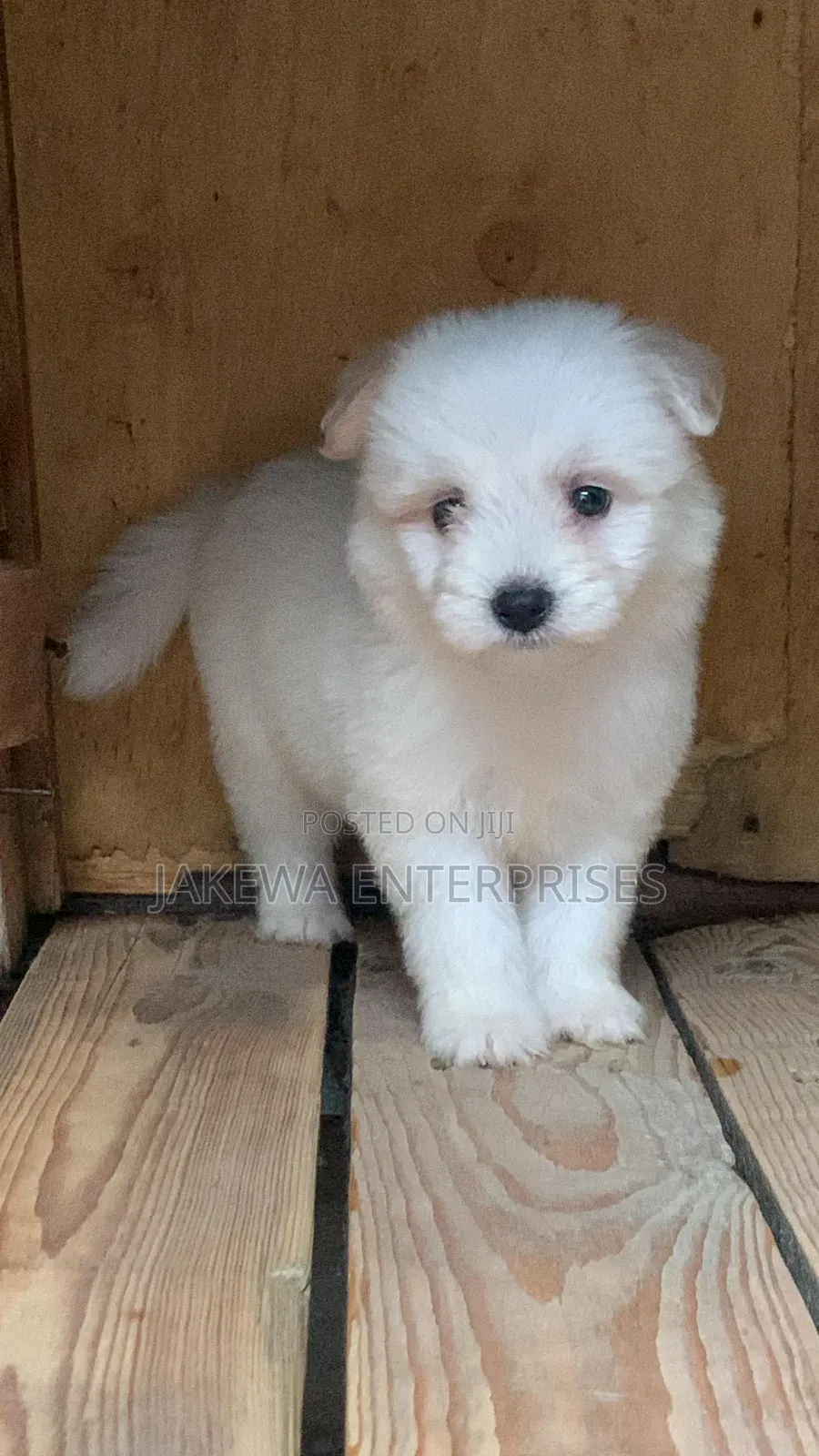 1-3 months Male Purebred Havanese