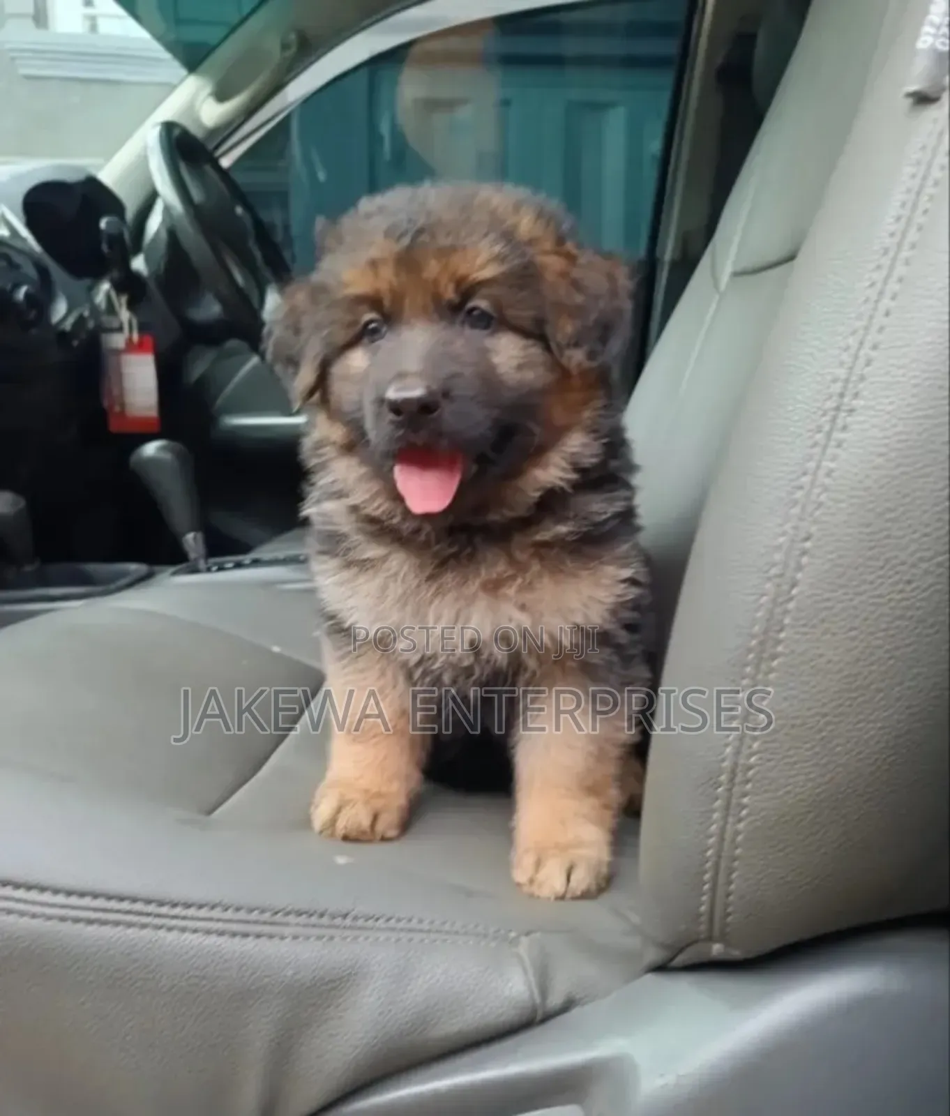1-3 months Female Purebred German Shepherd