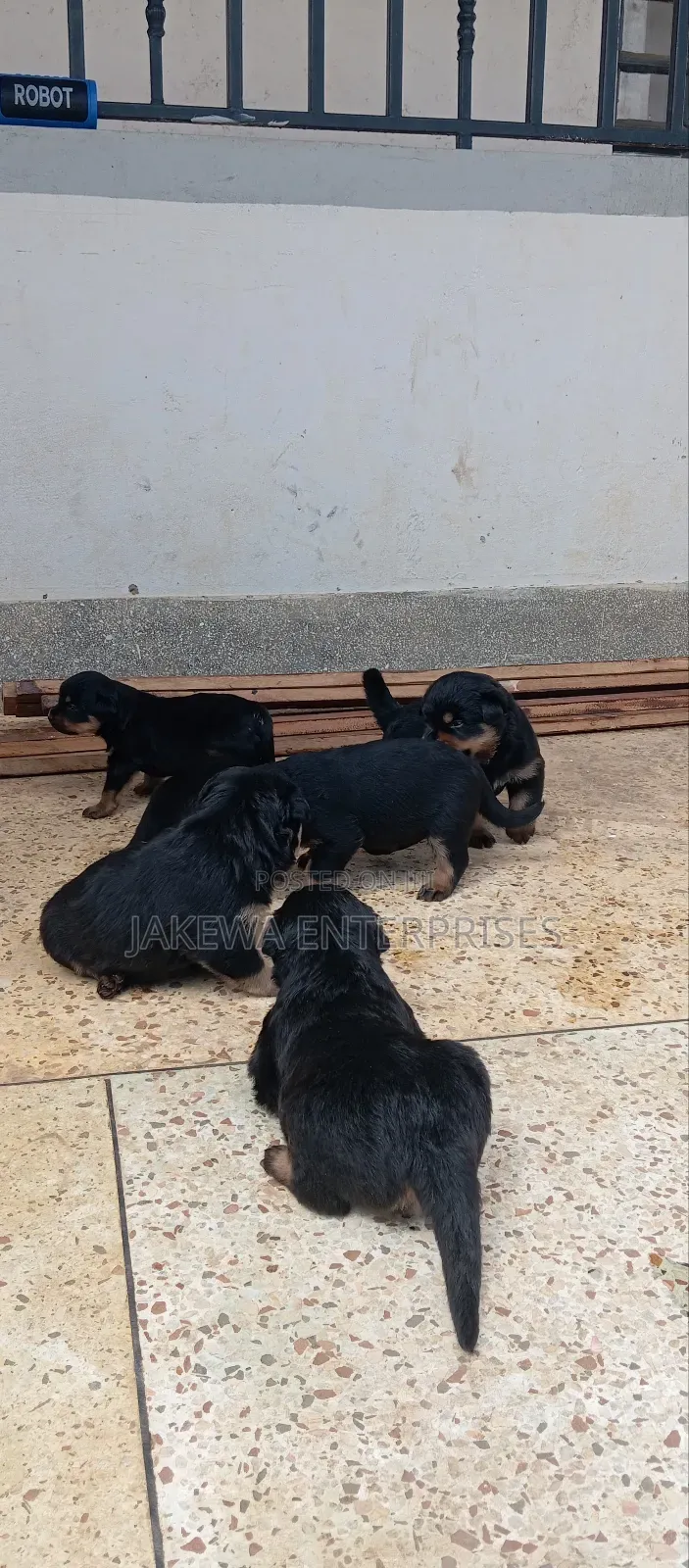 1-3 months Female Purebred Rottweiler