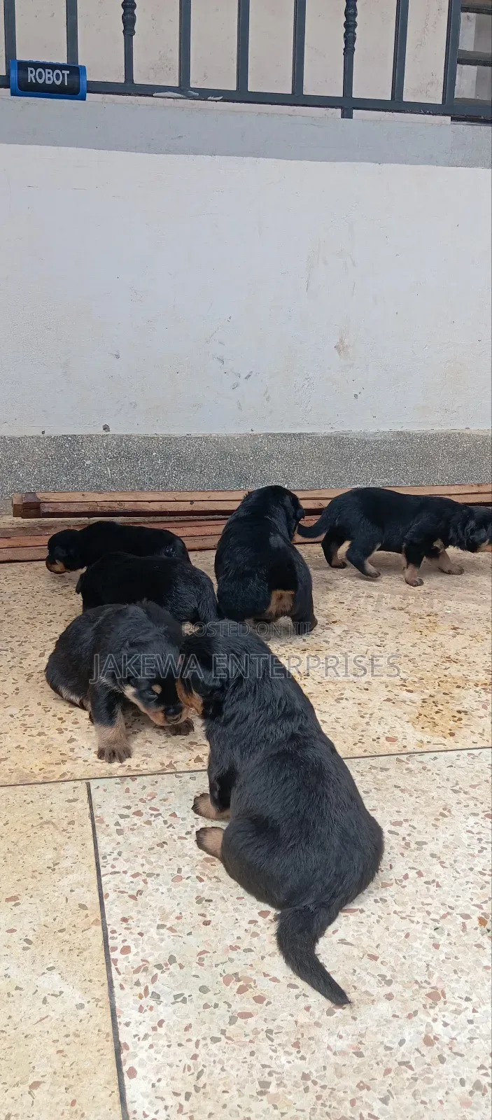 1-3 months Male Purebred Rottweiler