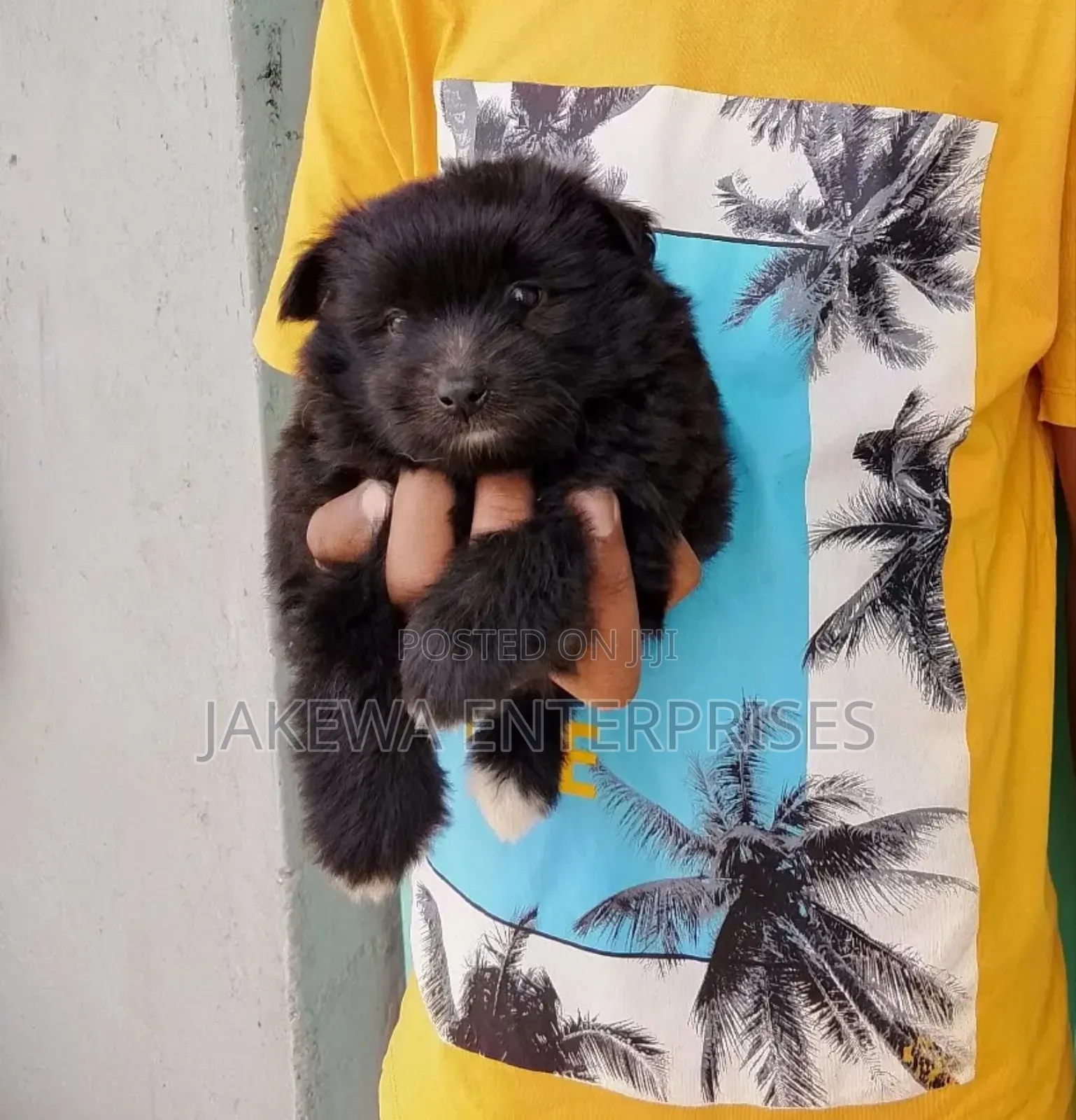 1-3 months Male Purebred Havanese