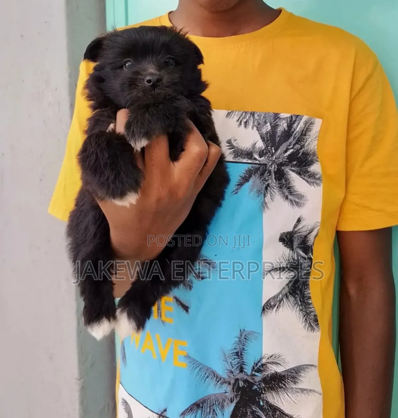 1-3 months Male Purebred Havanese
