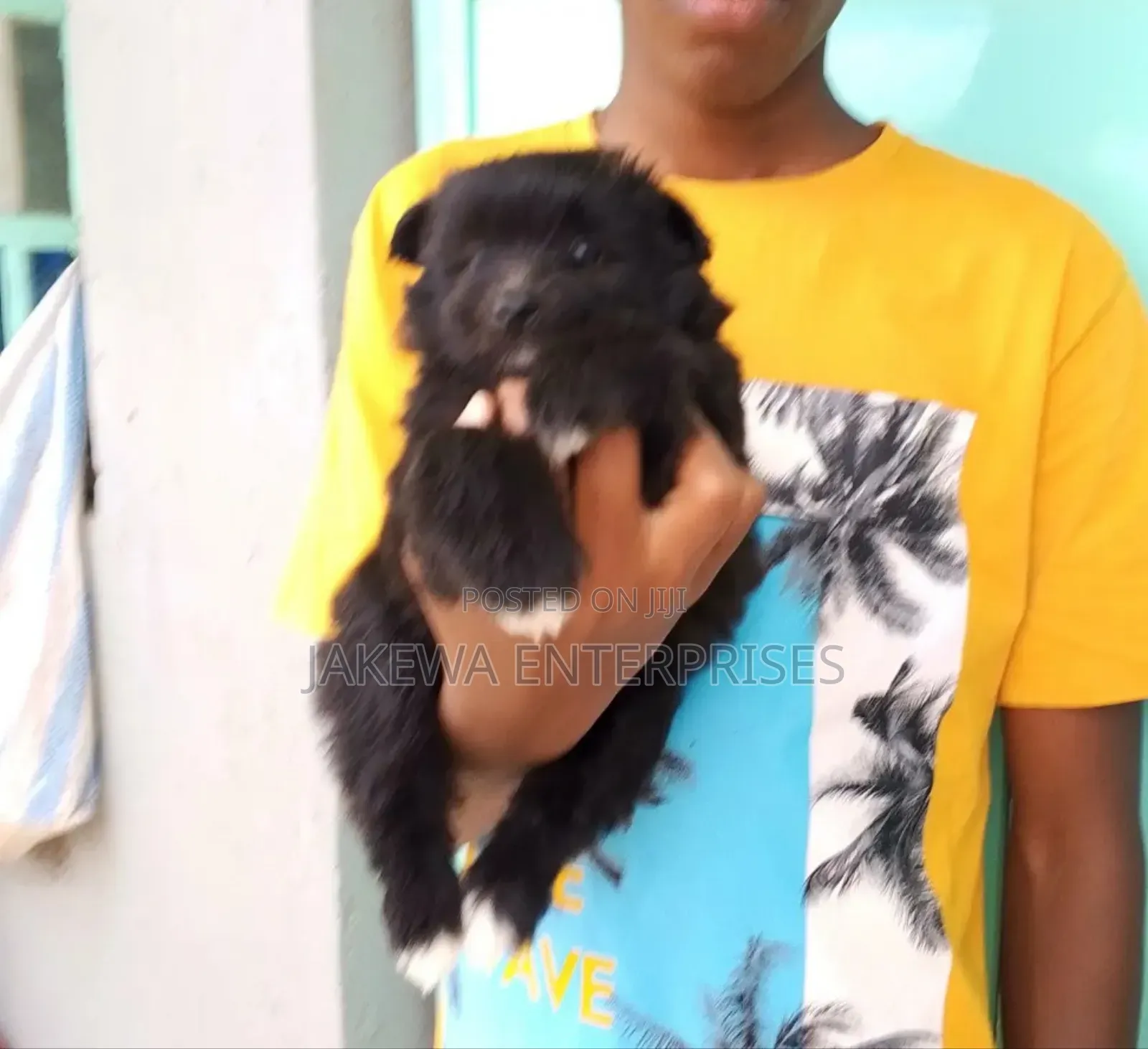 1-3 months Male Purebred Havanese