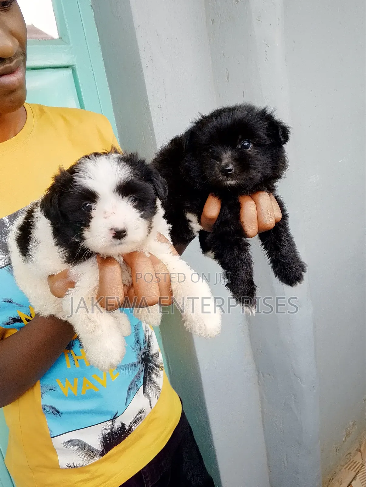 1-3 months Female Purebred Havanese