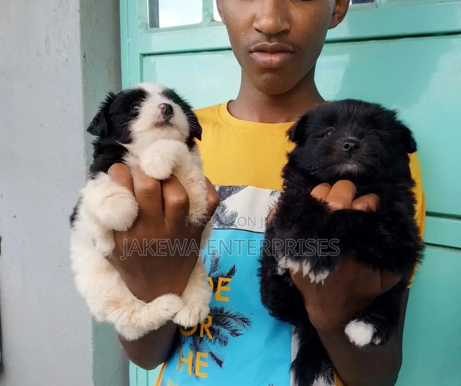 1-3 months Female Purebred Havanese