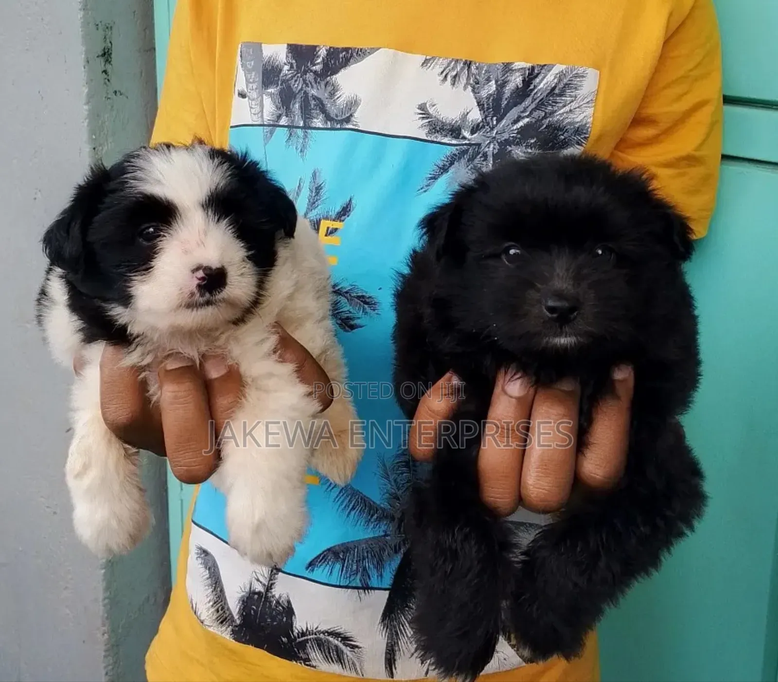 1-3 months Female Purebred Havanese